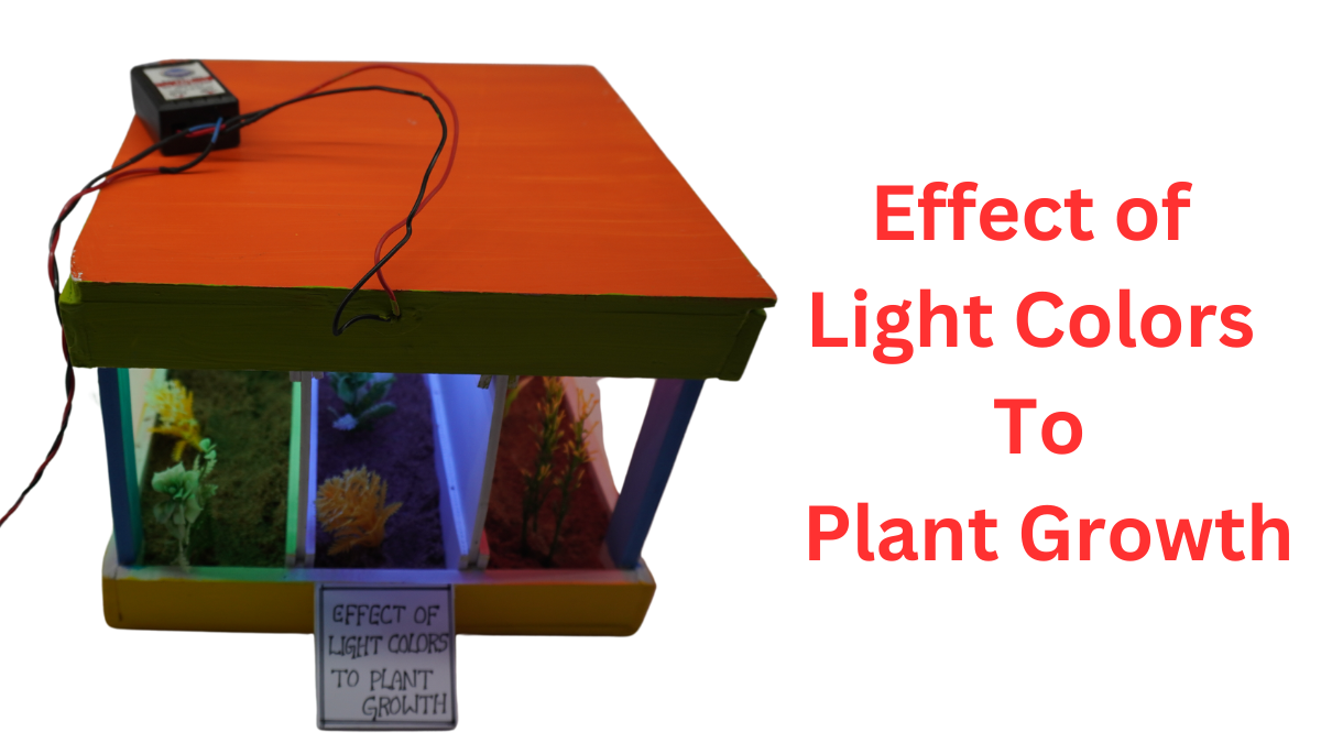 Effect of Light Colors To Plant Growth