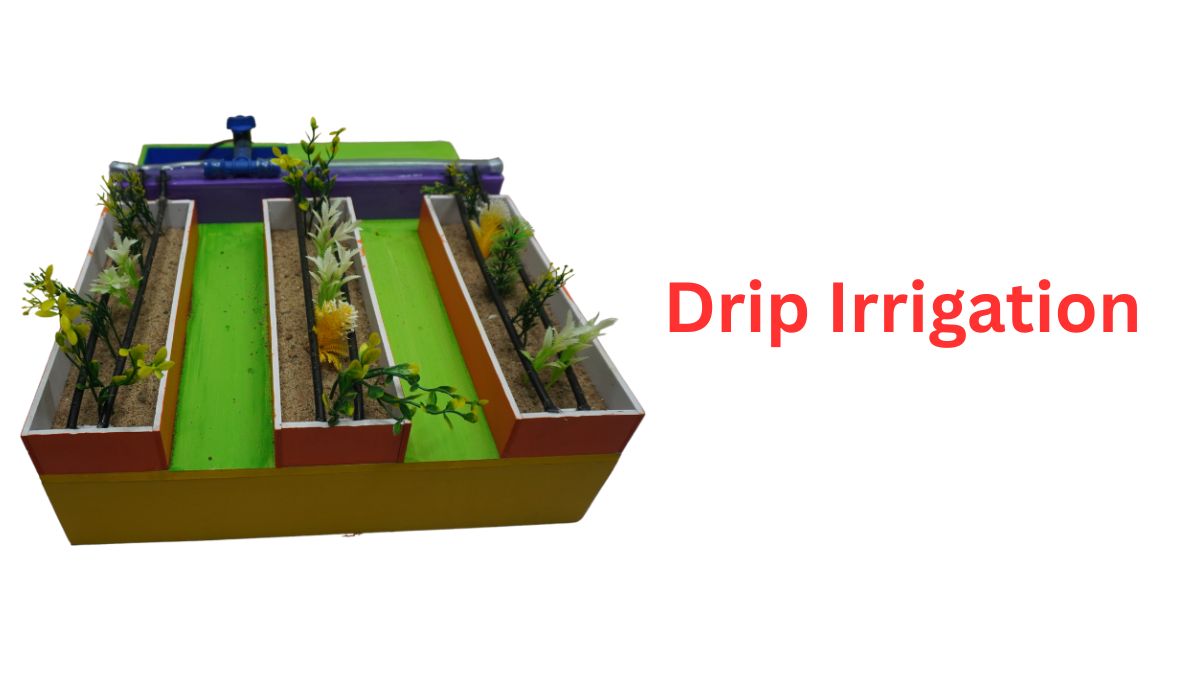 Drip Irrigation